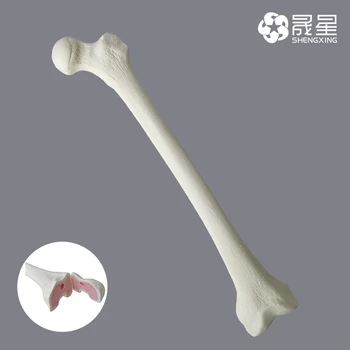 Imituojamas Kaulų Šlaunikaulio Sawbones Pseudobone Seminaras Priešoperacinis Praktinis Mokymas Naudotis Žmogaus šlaunies kaulai, skeletas